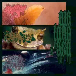 Air, Land & Sea (Speciesnoise War Split) by BOTFLY vs. Phyllomedusa vs. Crustacea Zoëa Larvae