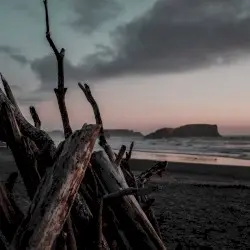 Driftwood by Warmth & Human Is Alive