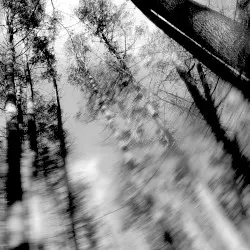 Totems by Loess