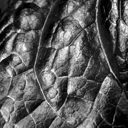 The Progeny of Flies by Andrew Liles & Daniel Menche