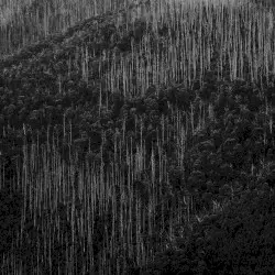 Machine Forest by silentwave