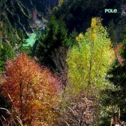 Wald by Pole