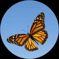 Butterfly Boy Can't Stop the Beat! by Butterfly Boy
