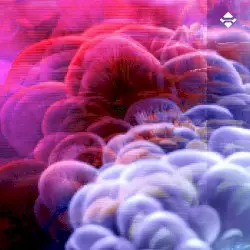 M y c e n a c e a e by R∞