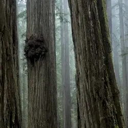 Echoes of the Wood: Branch IX by Shameful Footsteps