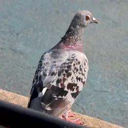 Pigeonbird by Wallace Robert Holt