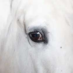 Cabalgata by Ataque Escampe