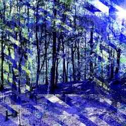 FOREST by 633397