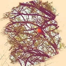 The Vermilion Flycatcher by Scale & Feather