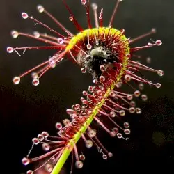 Quantum Dynamics 1 | Created in Silence by Plexus