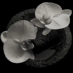 Corpse Flower by Mike Patton, Jean-Claude Vannier