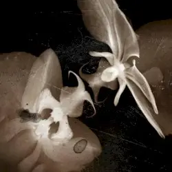 Glimpses by Fallen