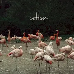 Cotton by Cats Never Die