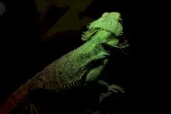 You're a Salamandra, Caught Up in the Matrix of the Wrong Architect by Wings of an Angel