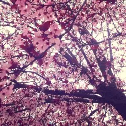 Spring-Time/Post-Irony by JustMakeMeCry