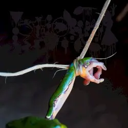The Dark Side of the Amazon by Phyllomedusa