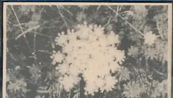 The Music of Her Sleep / Towards the Enfolding Flower by PBK / Vidna Obmana