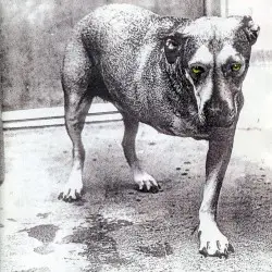 Alice in Chains by Alice in Chains