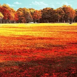 Bright-Coves by Disasterpeace