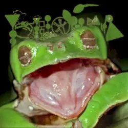 MOUTH MURDER by Phyllomedusa