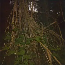 Stanza by Benoît Pioulard