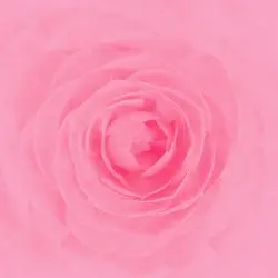 Camellia by RAY