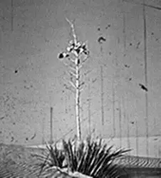 DESERT'S ZENITH by New Mexican Stargazers