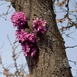 Meeting with a Judas Tree by Duval Timothy