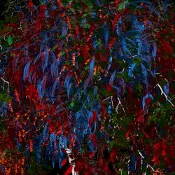 Bijoux by d’Eon