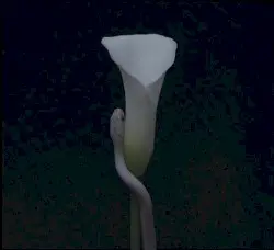 Parrhesia by Animals as Leaders