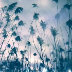 Koselig by zakè, Benoît Pioulard, Viul, From Overseas, Marc Ertel, Wayne Robert Thomas