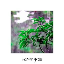 In the Jungle by Lemongrass
