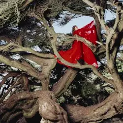 Nested in Tangles by Hannah Frances