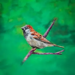 Birds in the Background by Andy Dimond & the Wholesome Omens