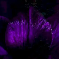NIGHTBLOOM by Séraphitüs-Séraphîta