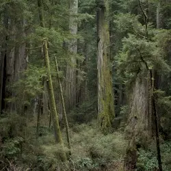 Echoes of the Wood: Branch VI by Shameful Footsteps