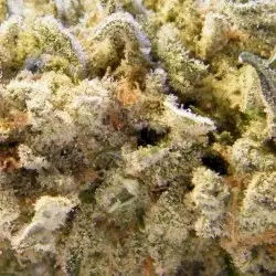Marijuana by Dope Smoker