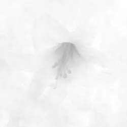 White by RAY