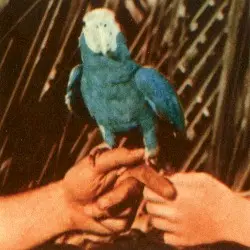 Are You Serious by Andrew Bird