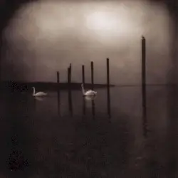 Conference of the Birds by Om
