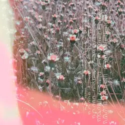 Wildflowers by IDRA + Six Missing